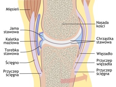 Thumb big joint pl.svg